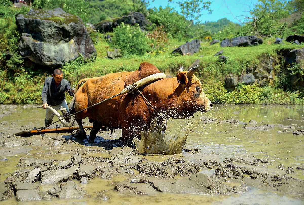 男人说我给你犁田女人怎么回复