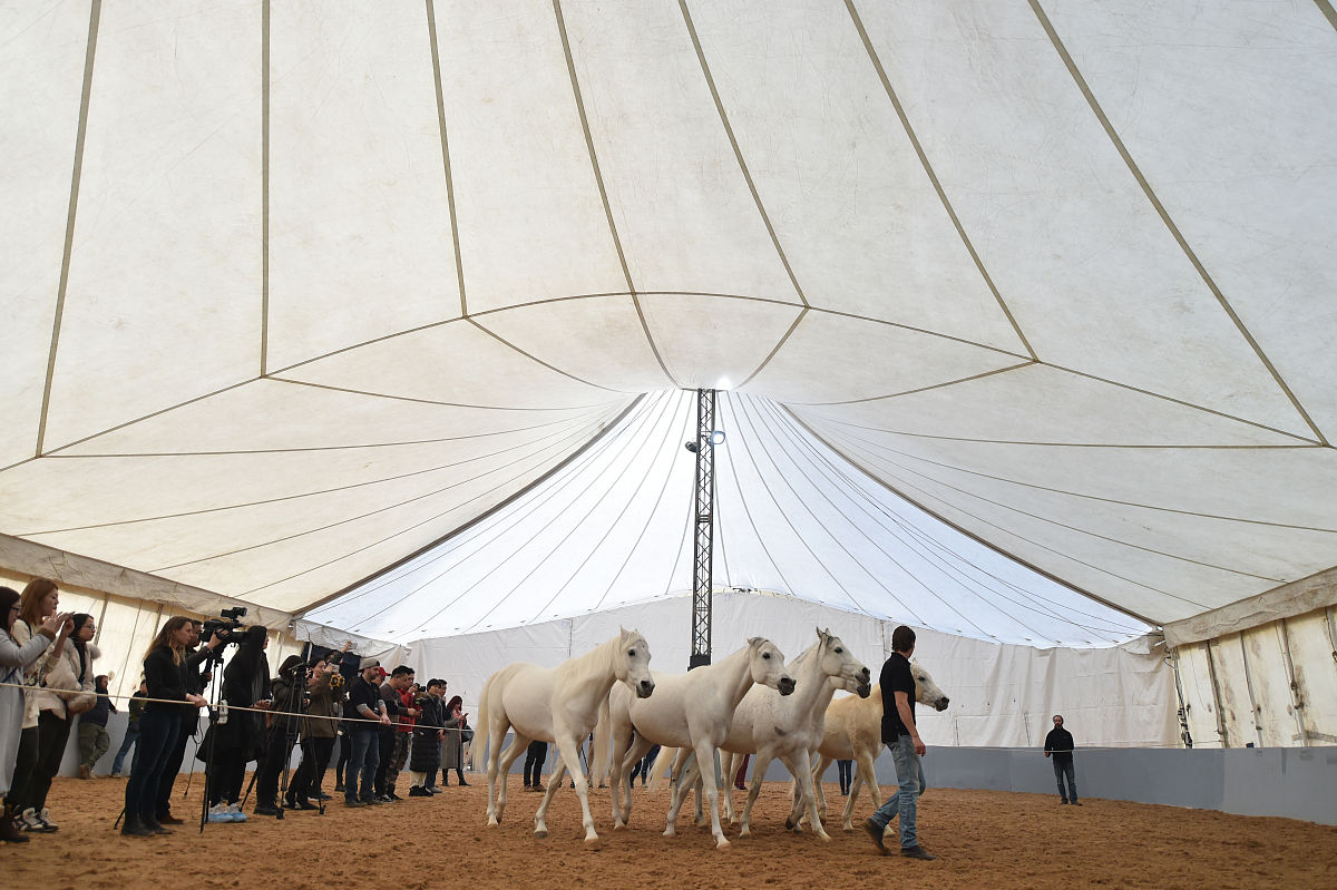 2018年2月7日,加拿大舞台秀《cavalia·舞马》在南京揭开神秘面纱,来