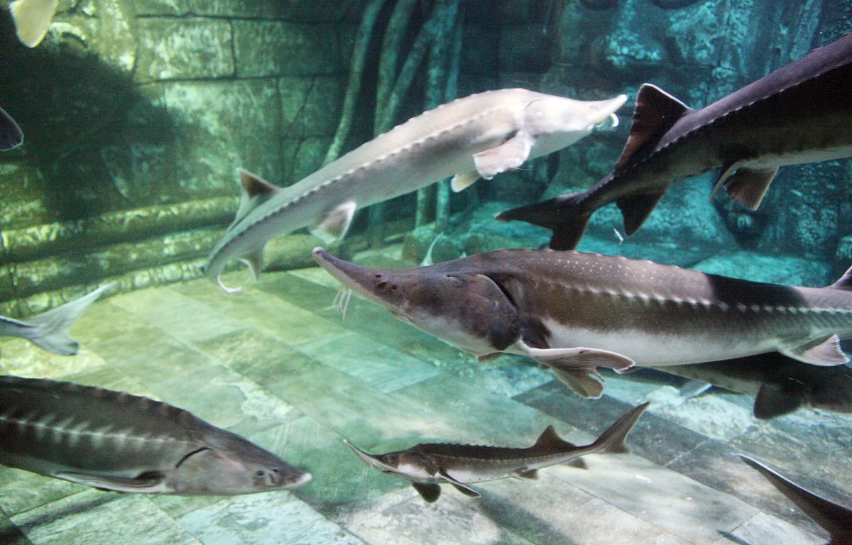 鲟龙鱼是海鱼还是淡水鱼楚天视界