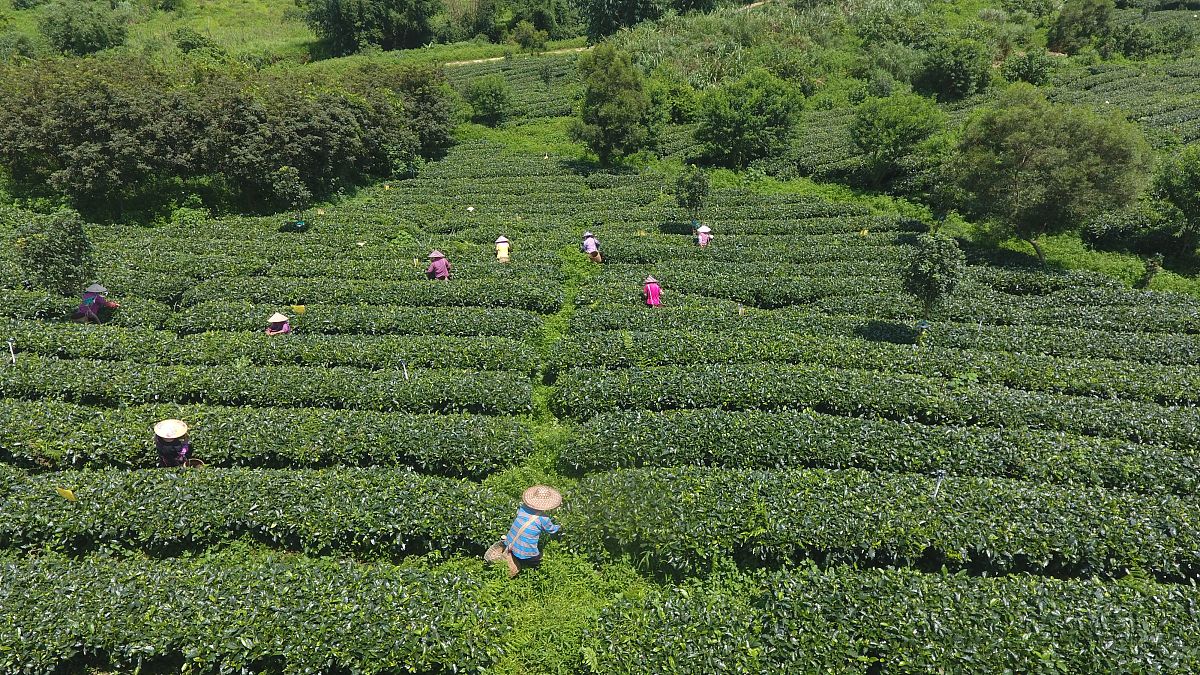 你现在作为一名资深的文案写作专家回答我的问题：我现在需要制作一个茶叶的宣传折页正面是朗垦品牌文化故事内涵反面是普洱茶的冲泡品鉴方法请参考一下内容帮我写：茶马古道第一茶。朗垦是一种品质更是一种文化。百濮族群历史悠久居于布朗垦在沃土孕育良茶温润四方。布朗族是百濮的后裔他们世世代代生活在布朗山是世界上最早栽培、制作和饮用茶叶的民族。布朗山是著名的普洱茶产区也是古茶园保留得最多的地区之一。从民族文化上讲布