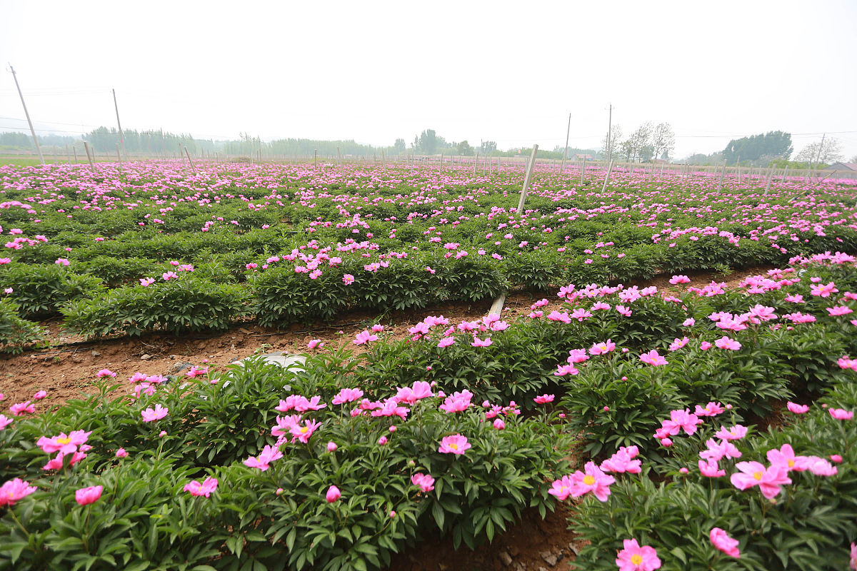 2018年4月29日,山东枣庄,山亭区众鑫药材种植专业合作社1000余亩芍药
