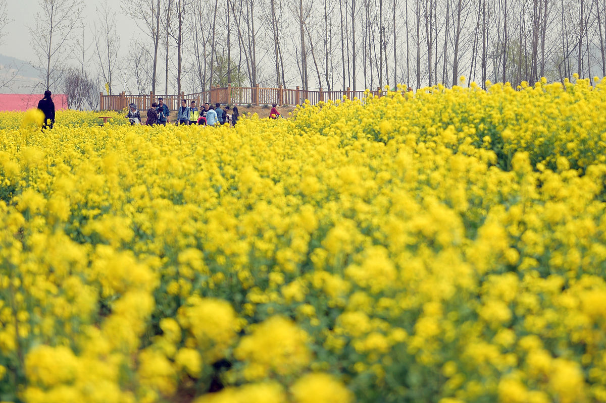 青岛植物资源丰富，对经贸发展的影响显著