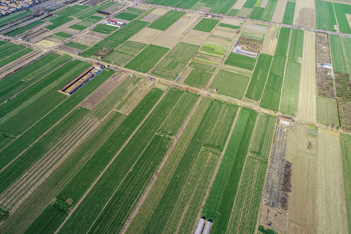 高标准农田绘就好丰景：绿色革命助力乡村振兴