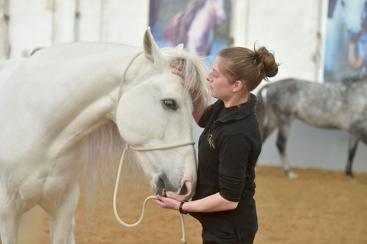 2018年2月7日,加拿大舞台秀《cavalia·舞马》在南京揭开神秘面纱,来