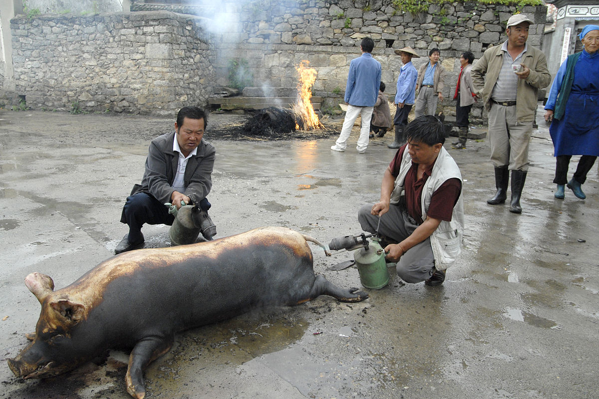 2009年8月1日,云南省大理市,白族人杀猪后直接用稻草烧掉猪身上的猪毛