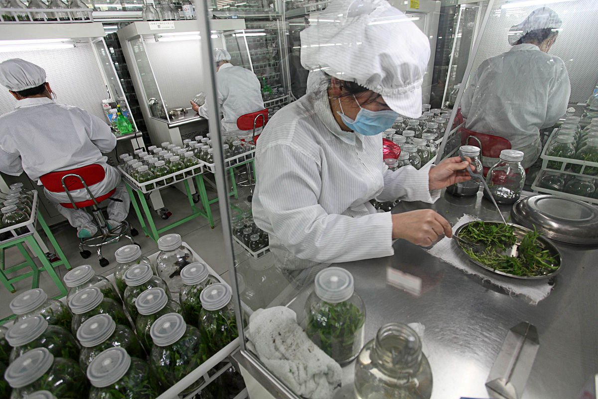 2013年03月30日,浙江省温岭市千年曙光铁皮石斛专业合作社社员正在分