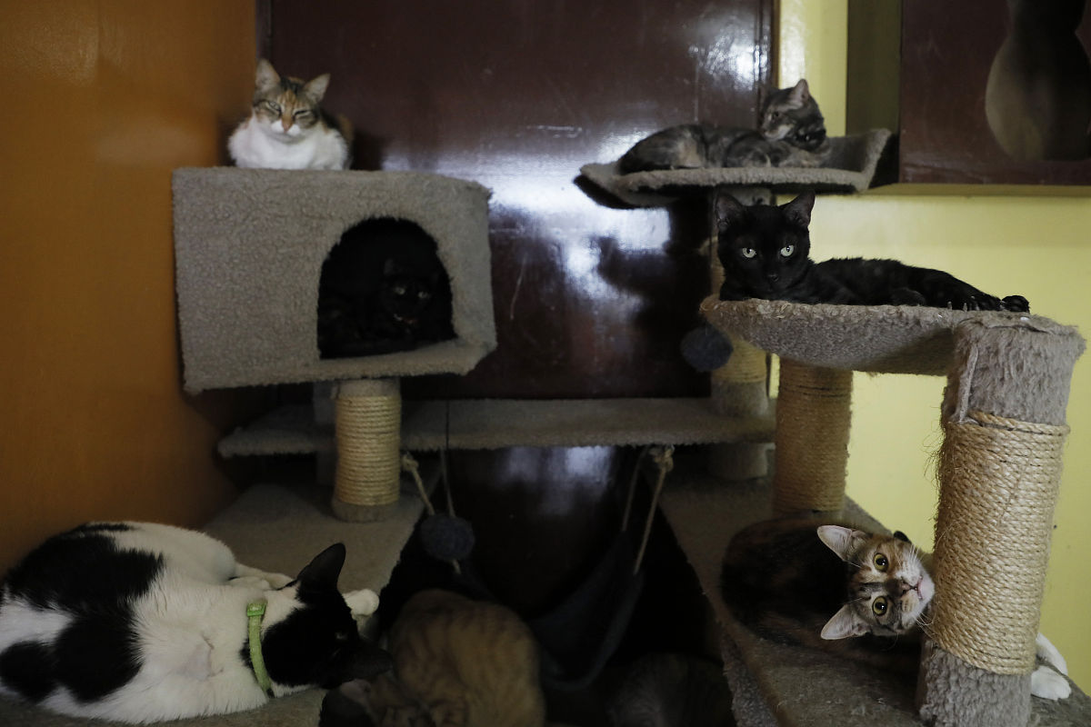 翻译：Feline panleukopenia virus DNA shedding following modified live virus vaccination in a shelter setting