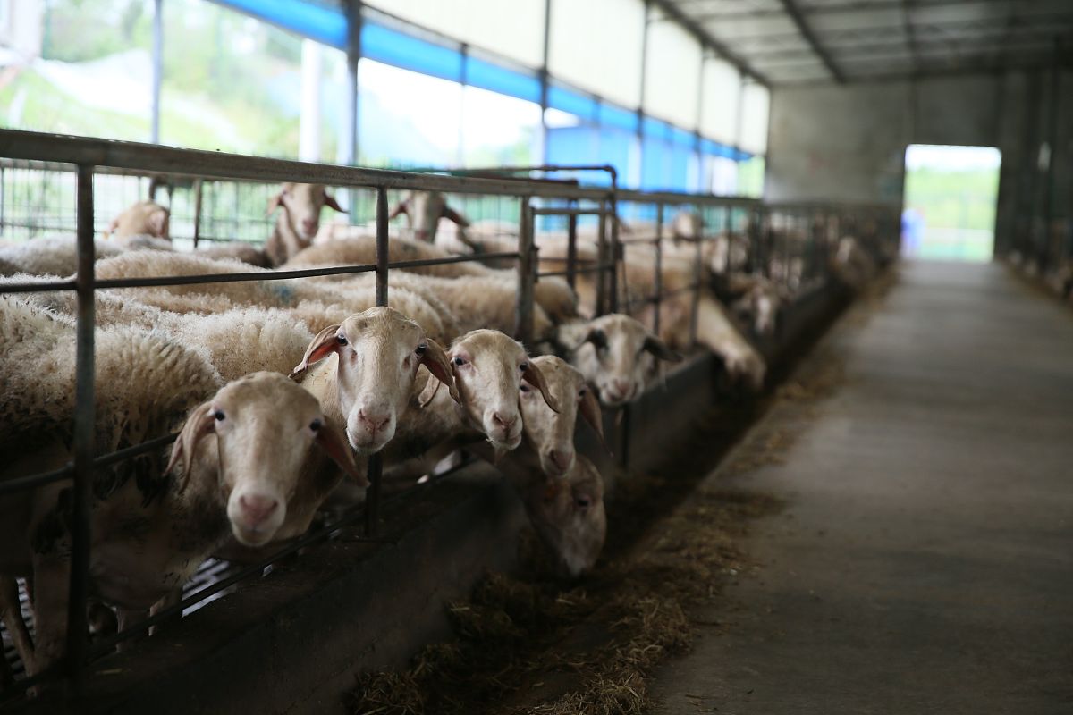 延安市育肥牛养殖：疾病预防意识不足，如何提高？