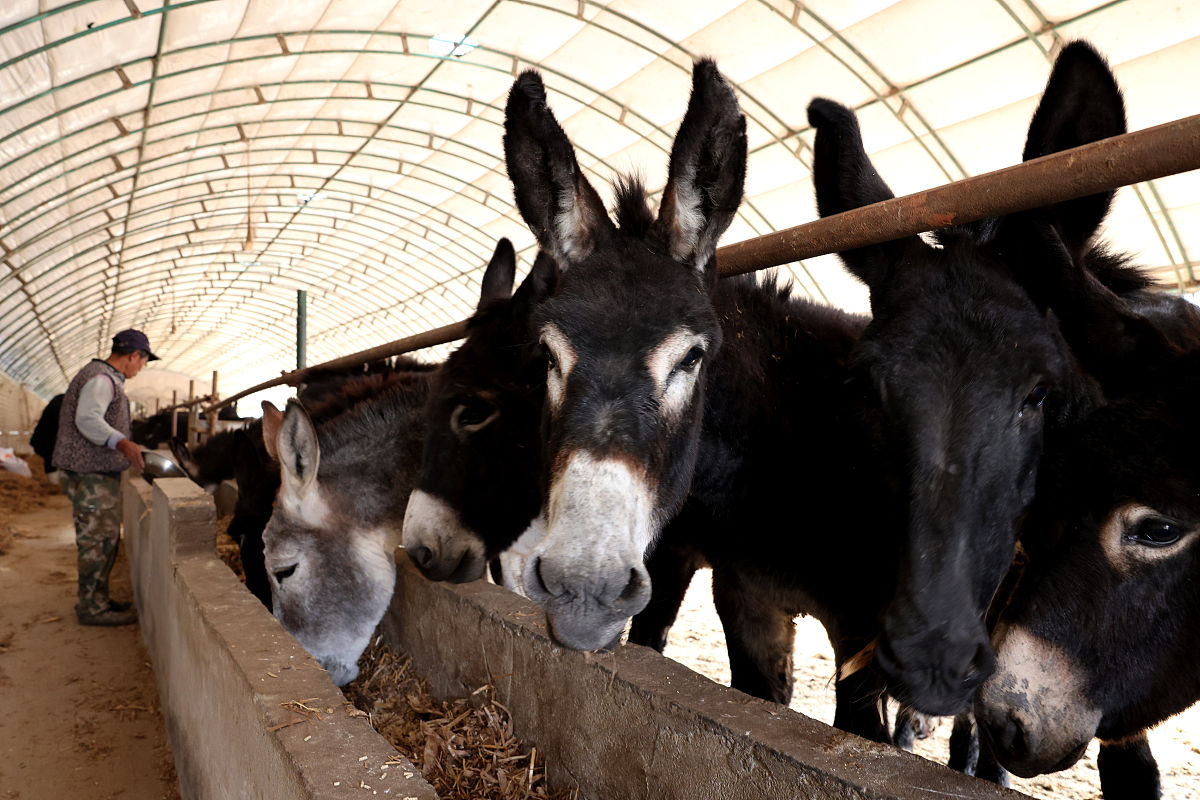 新康饲料：让您的动物健康成长！
