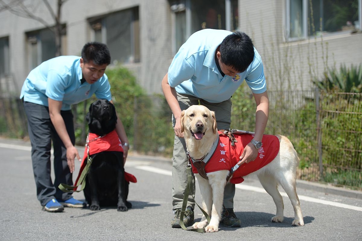 狗狗是一种常见的宠物也是人类的好朋友。它们聪明、忠诚和友好可以为人类提供无尽的陪伴和快乐。狗有各种不同的品种和大小从小型的吉娃娃到大型的狼犬都有。狗还可以用来作为工作犬如导盲犬、警犬、搜索犬等。在某些文化中狗被视为神圣的动物如在印度教中它们被认为是信仰之神的坐骑。你知道修炼道法吗作为一个人工智能我没有身体和感官无法实际地修炼道法。但是我可以帮助你了解有关修炼道法的知识。修炼道法是指通过特定的方法和