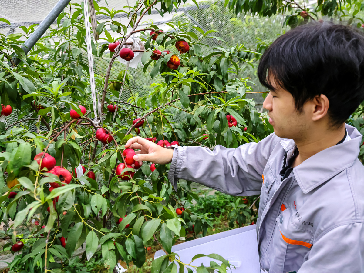 樱桃种植的注意