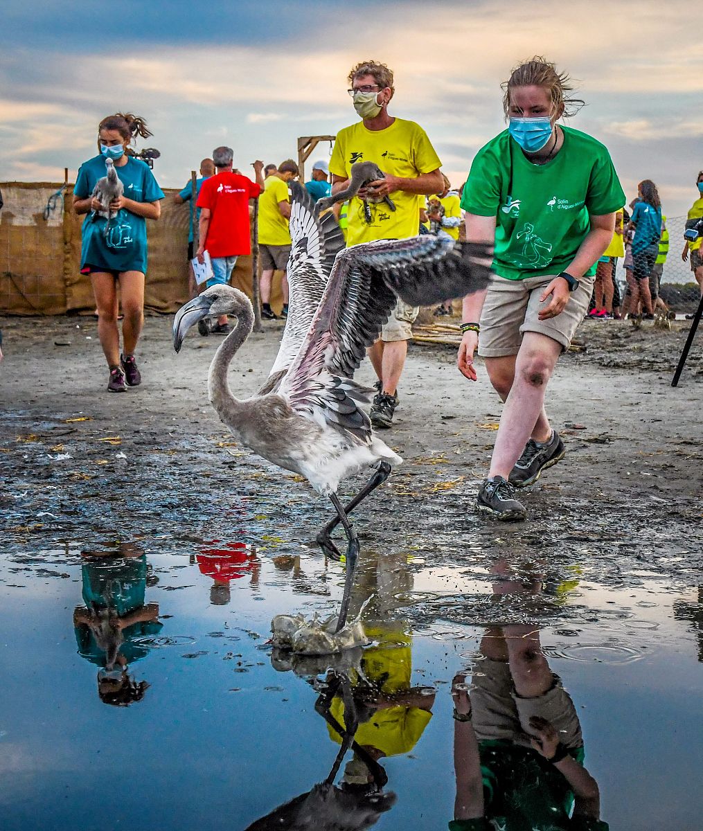 请简述如何对待外来物种的入侵