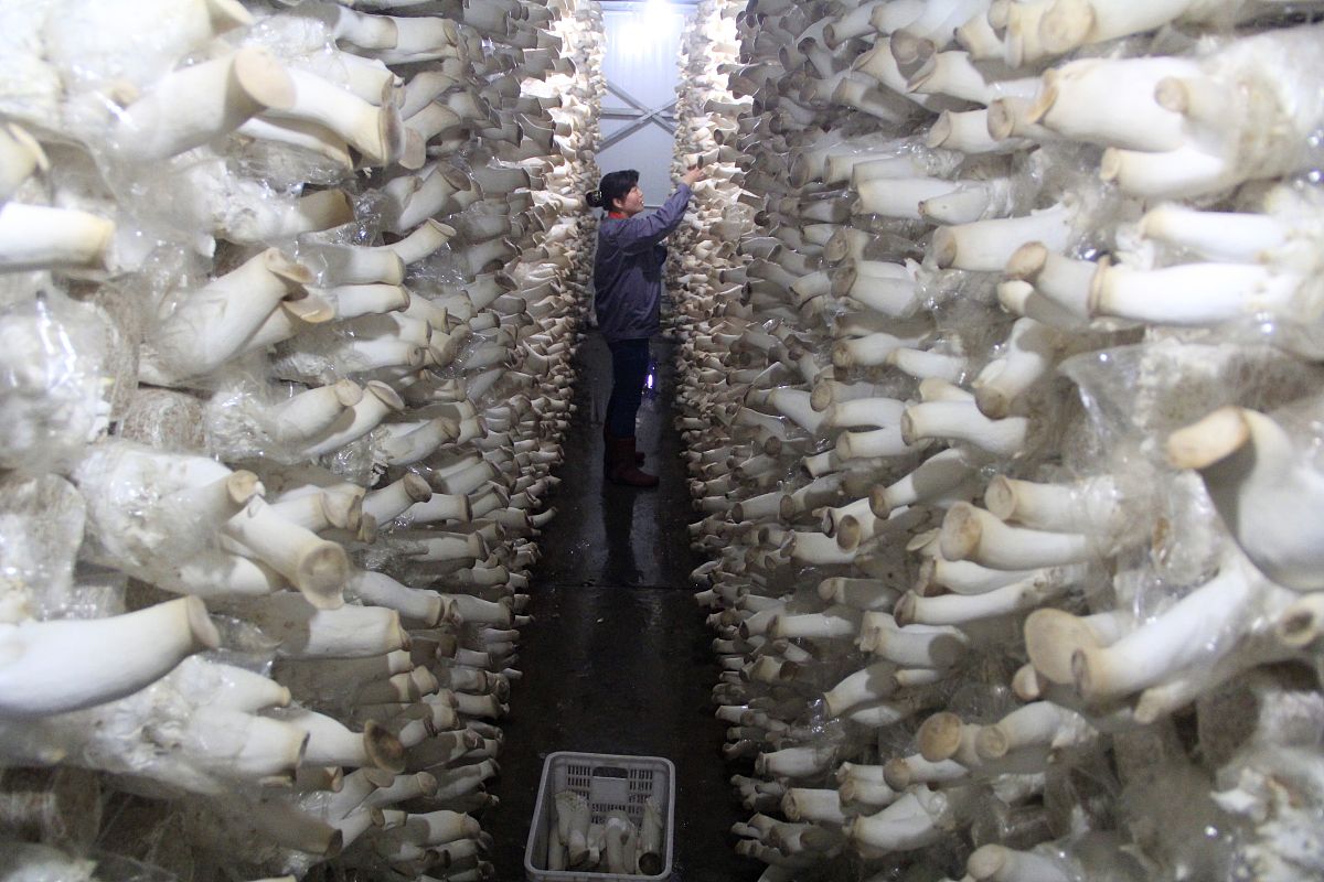 杏鲍菇的生长条件