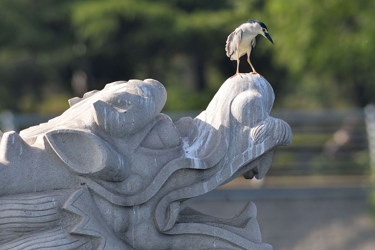 2018年5月23日,在青岛市白沙河,一只夜鹭站在河坝塑像上的准备捕鱼.