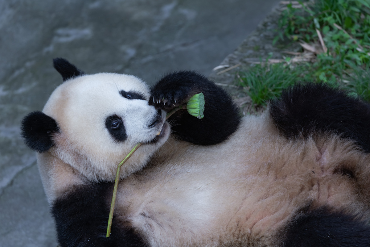 写一篇关于大熊猫的有趣文案