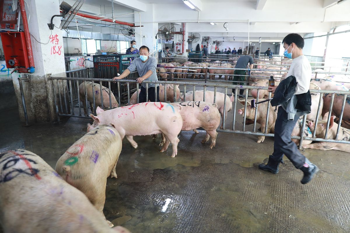 2023年工作计划：聚焦生猪产能优化和品牌建设