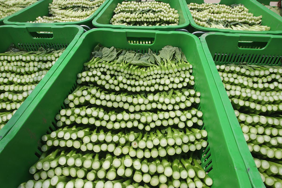 吉林种子科学与工程：前景广阔的未来之选