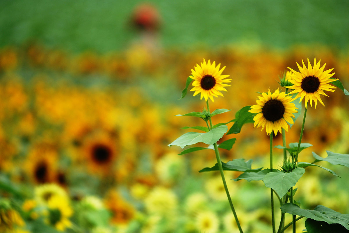 许昌职业技术学院园艺技术专业怎么样