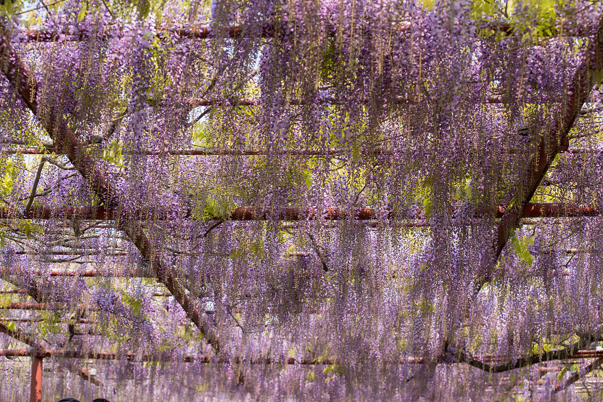 我的校园有一个紫藤花廊花园