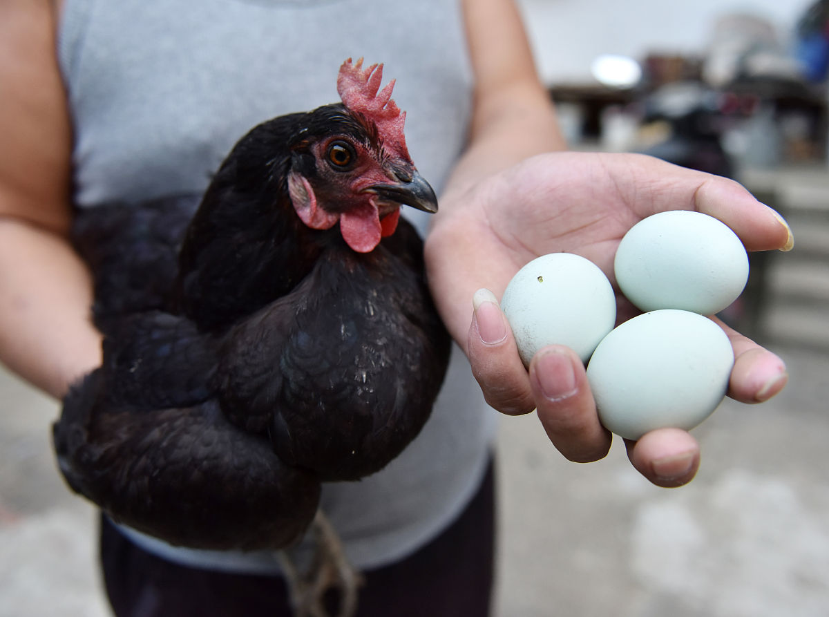 公鸡蛋蛋能吃吗，