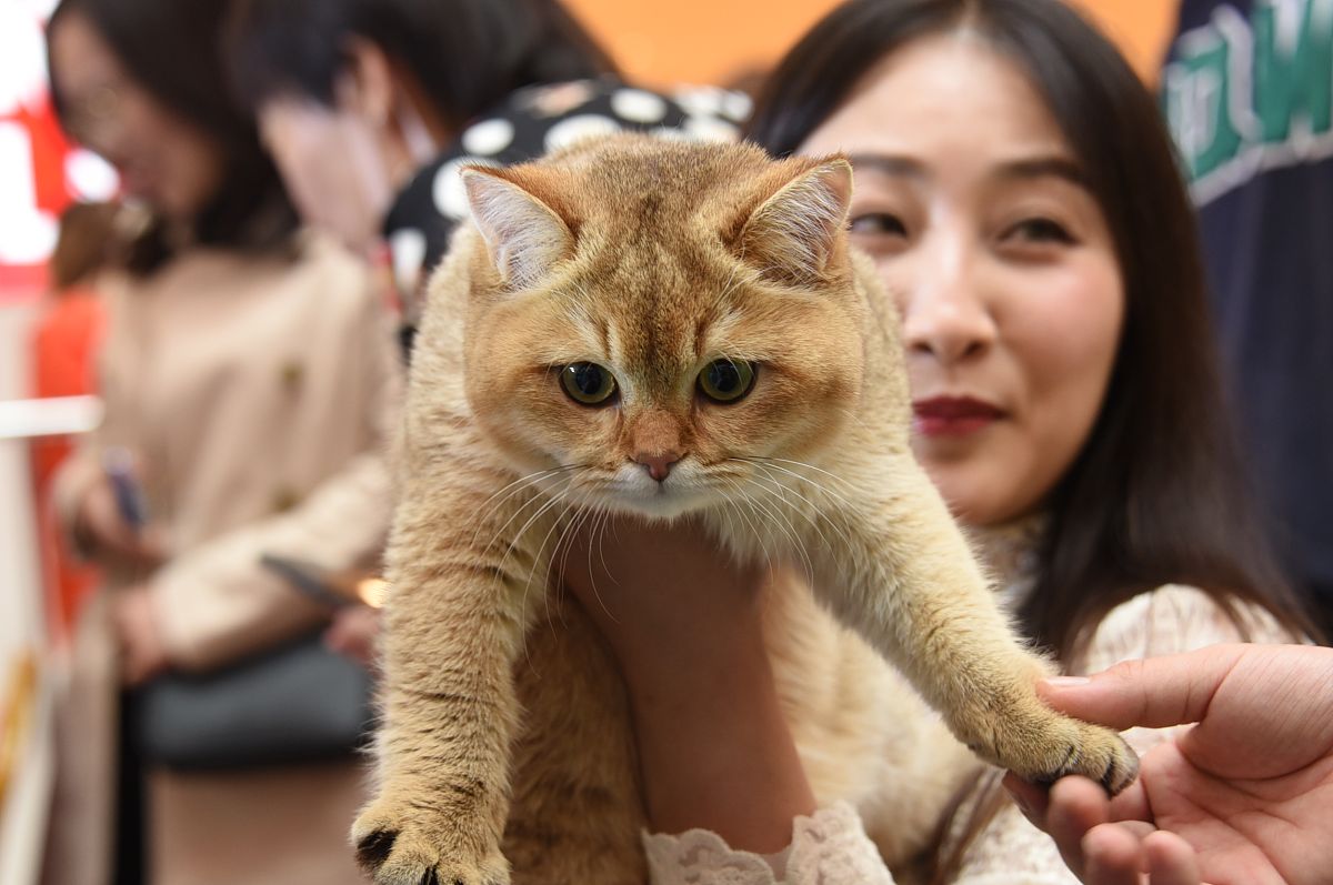 2019年11月9日,河南平顶山举行caac伴侣猫优生繁育展(平顶山)暨鉴定赛