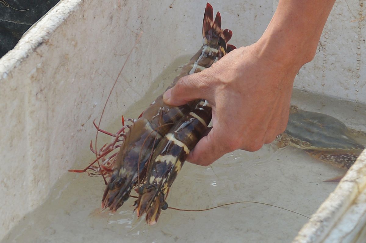 请翻译全部虾红头或黑头虾体变色同时伴有异味
