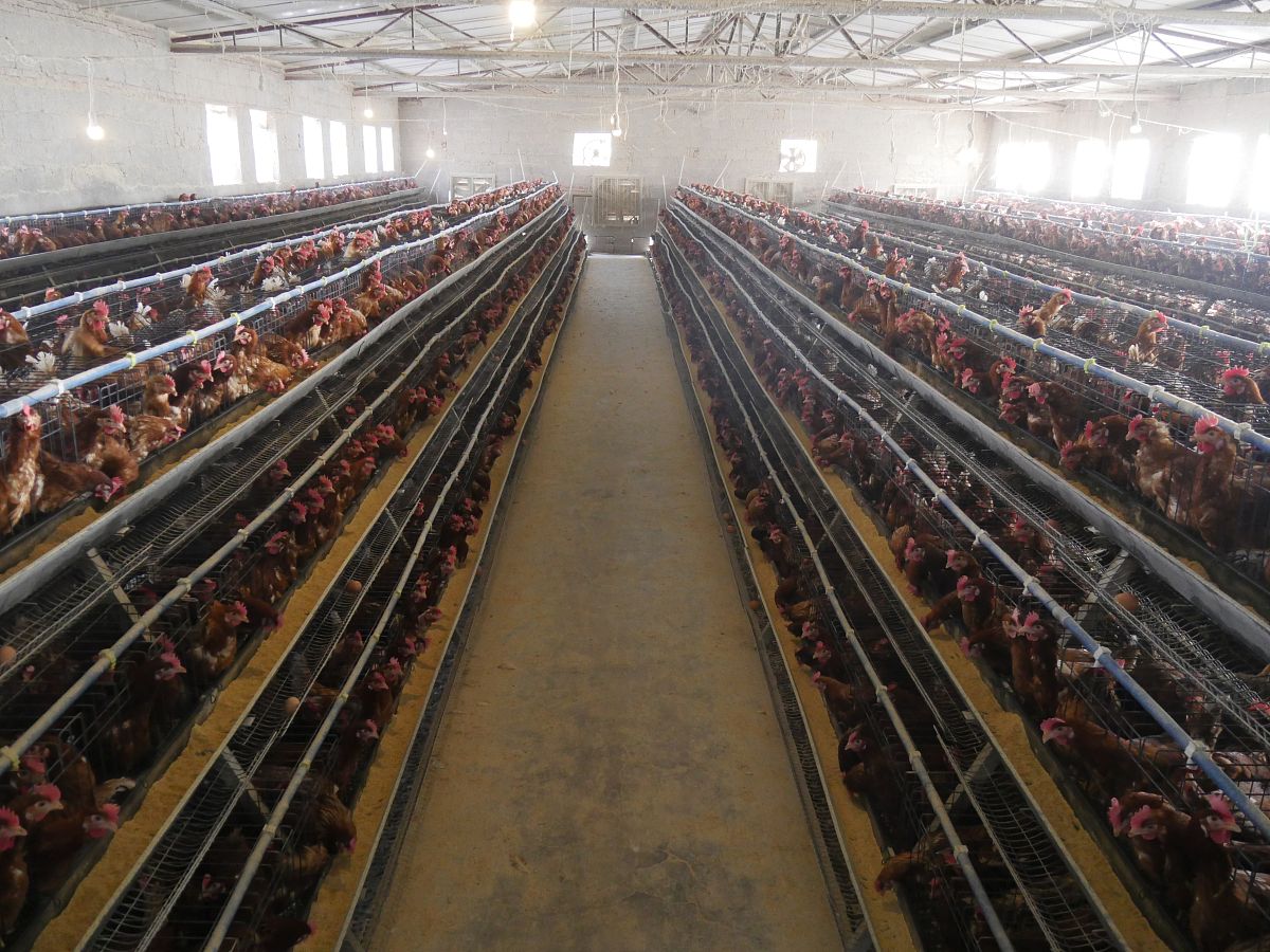 DY肉鸡公司如何优化上游养殖环节商业模式？