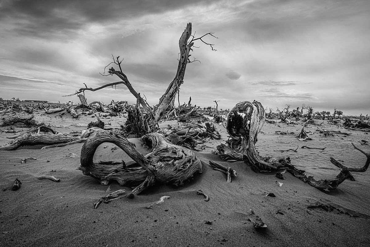 人类会灭绝吗？探讨环境、科技与社会的影响