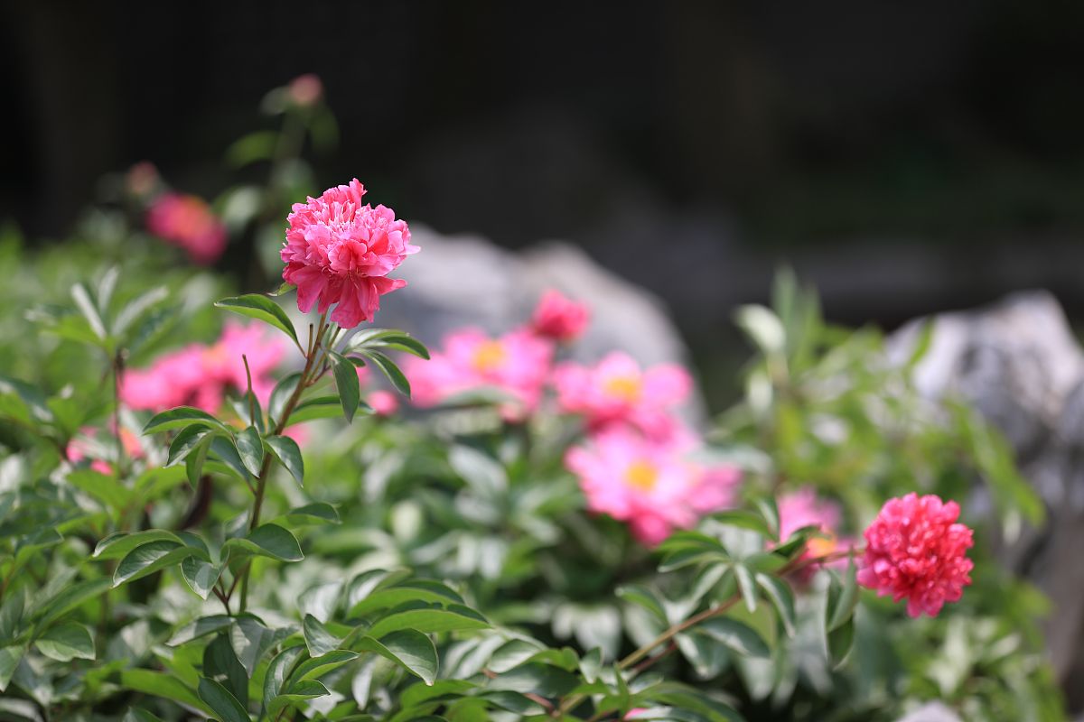 2021年4月28日,正值烟花三月下扬州的时候,江苏扬州瘦西湖风景区内的