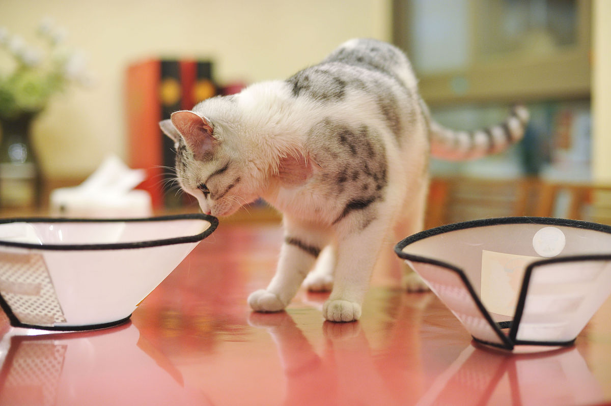 猫咪特别短的小声哼唧