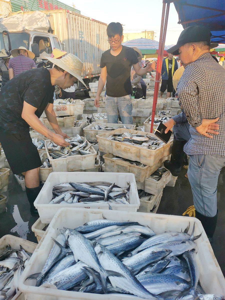 中山黄鱼收购价格最高的地方 - 最新行情参考