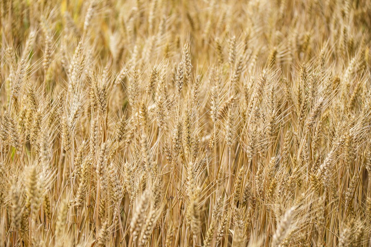 小麦病虫害防治研究综述：从田间技术到智能识别