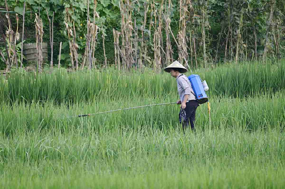 水稻虫害绿色防控技术研究进展综述