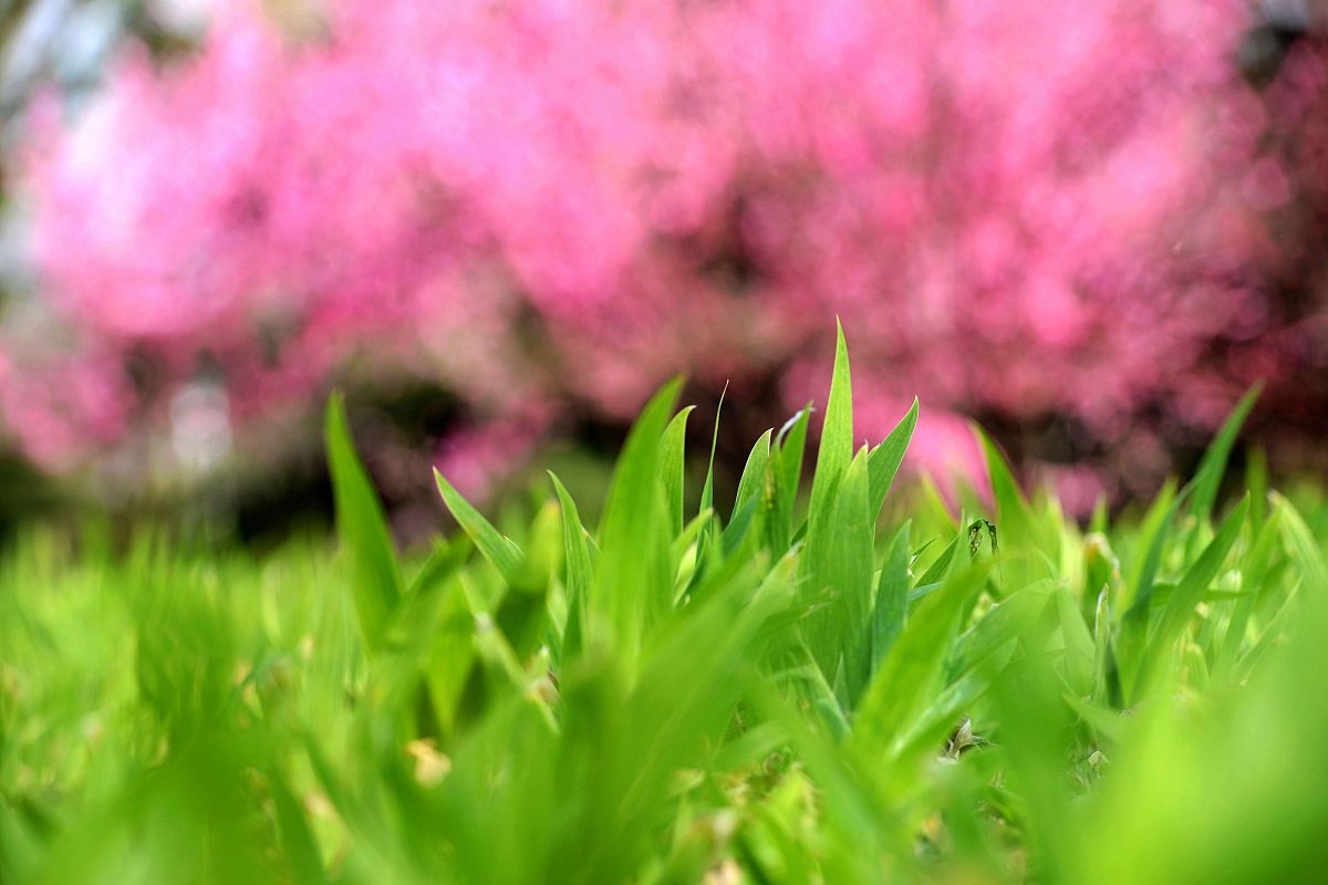 写一段春天的短文