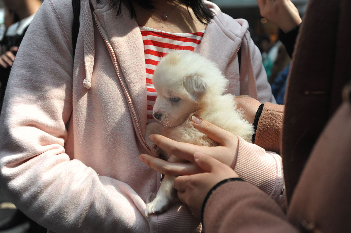 如何安慰失去宠物的女孩：实用建议和感同身受的陪伴