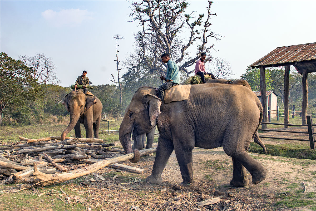 大象和小兔子看图写话故事：森林里的奇妙发现