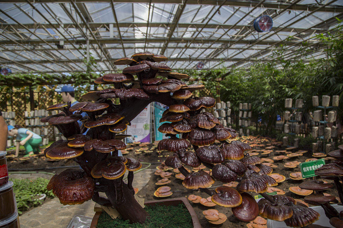 邹城蘑菇小镇展馆1000字