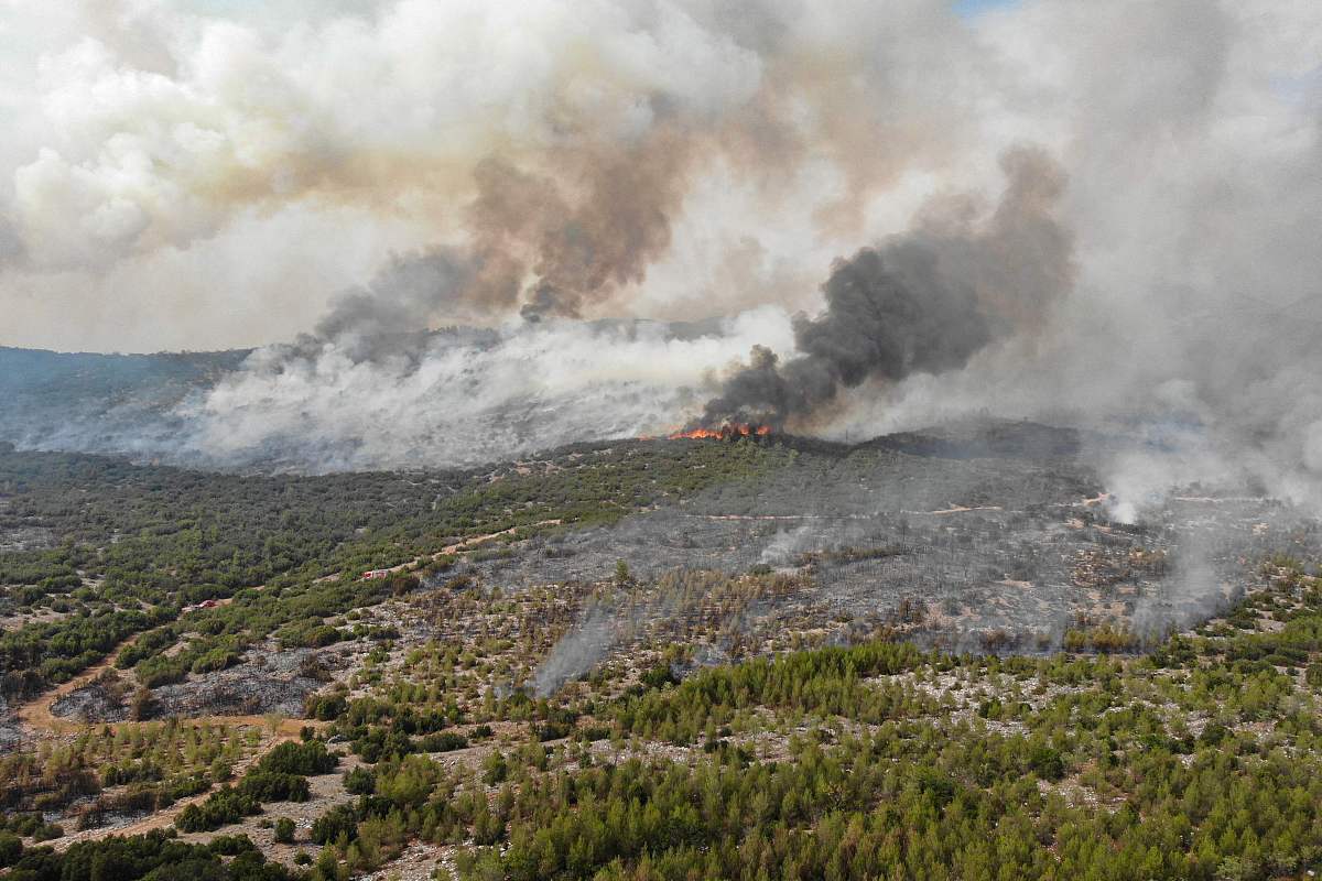 中级林业工程师：用途详解，助力森林可持续发展