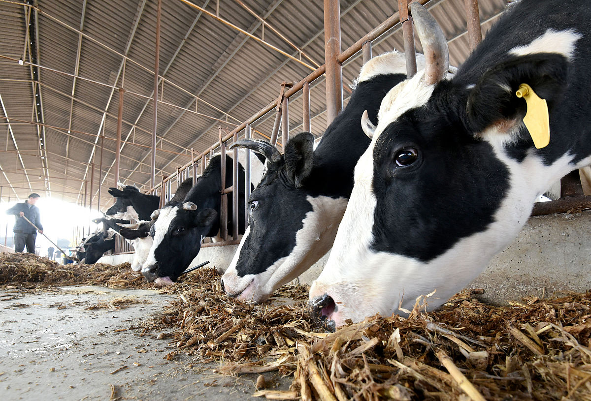 公牛在工业生产过程中处于什么位置？产业范围包括哪些