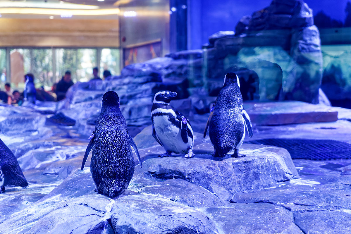 上海长风海洋公园和上海水族馆哪个企鹅