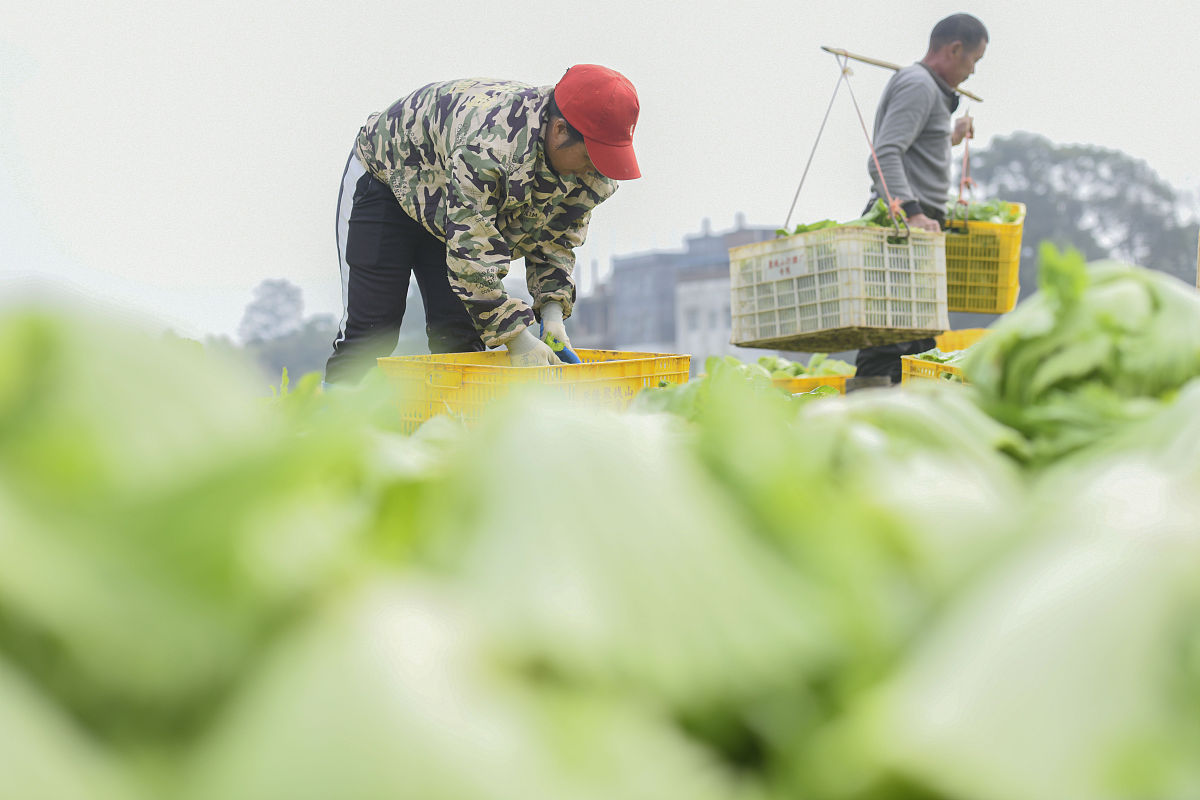 有机农业如何有效管理果蔬贮运害虫？