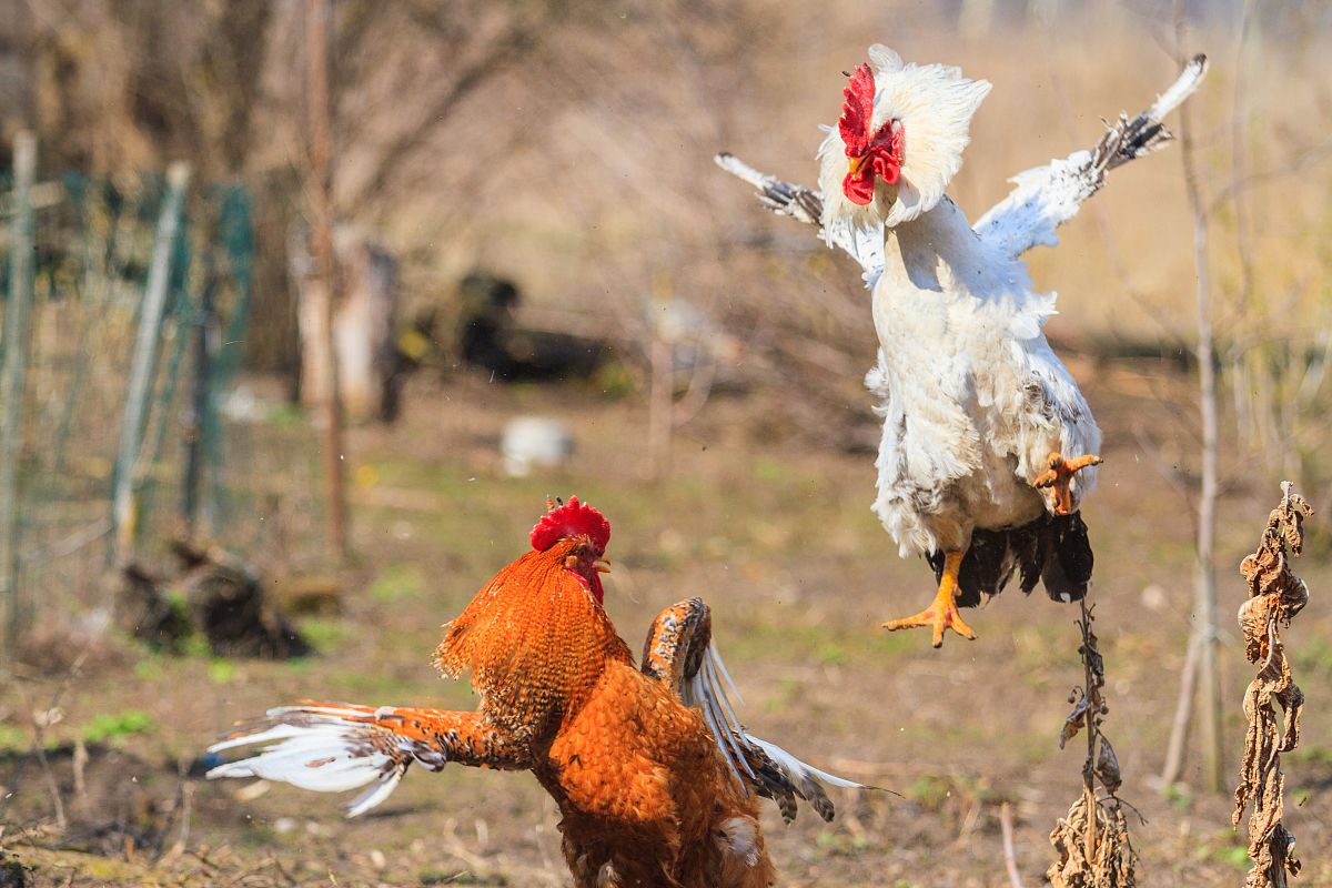 甘肃高铁学校幼师经验分享：如何处理幼儿常见的'抓伤事件'