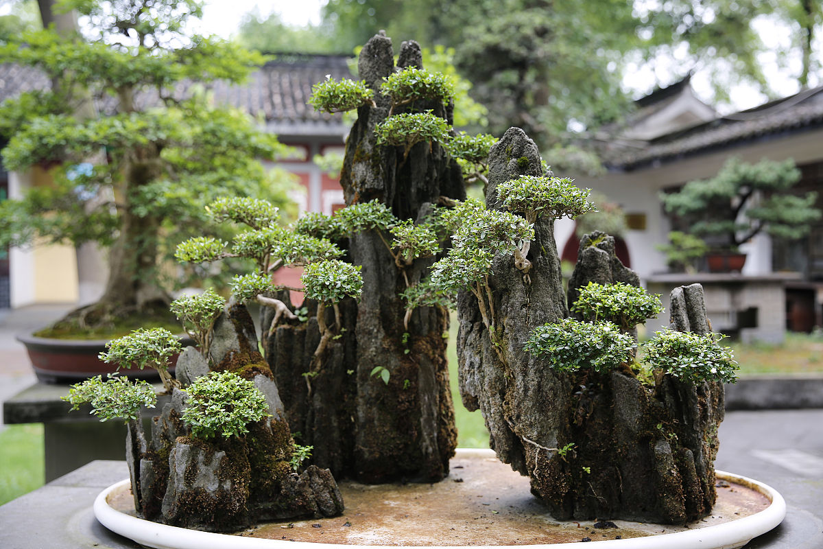 石家庄假山盆景哪里卖回答+拓展