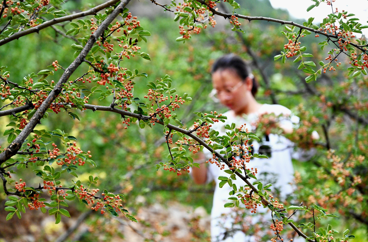 山茱萸中国适宜种植地区及气候要求