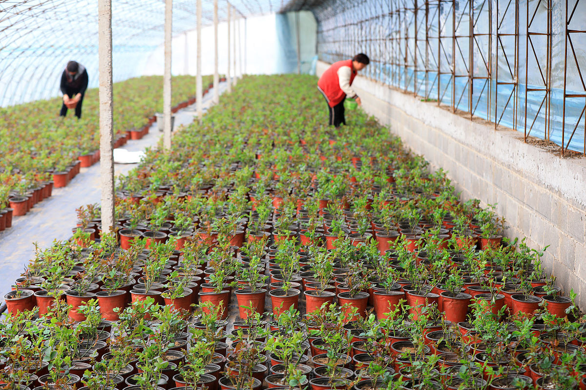 花卉种植生产实习总结