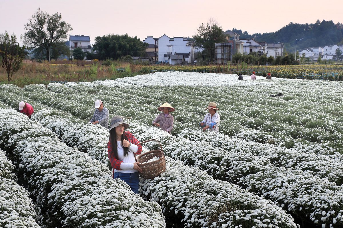 海阳媒体曝光求助热线是多少？请用媒体的口吻生成一篇文章。