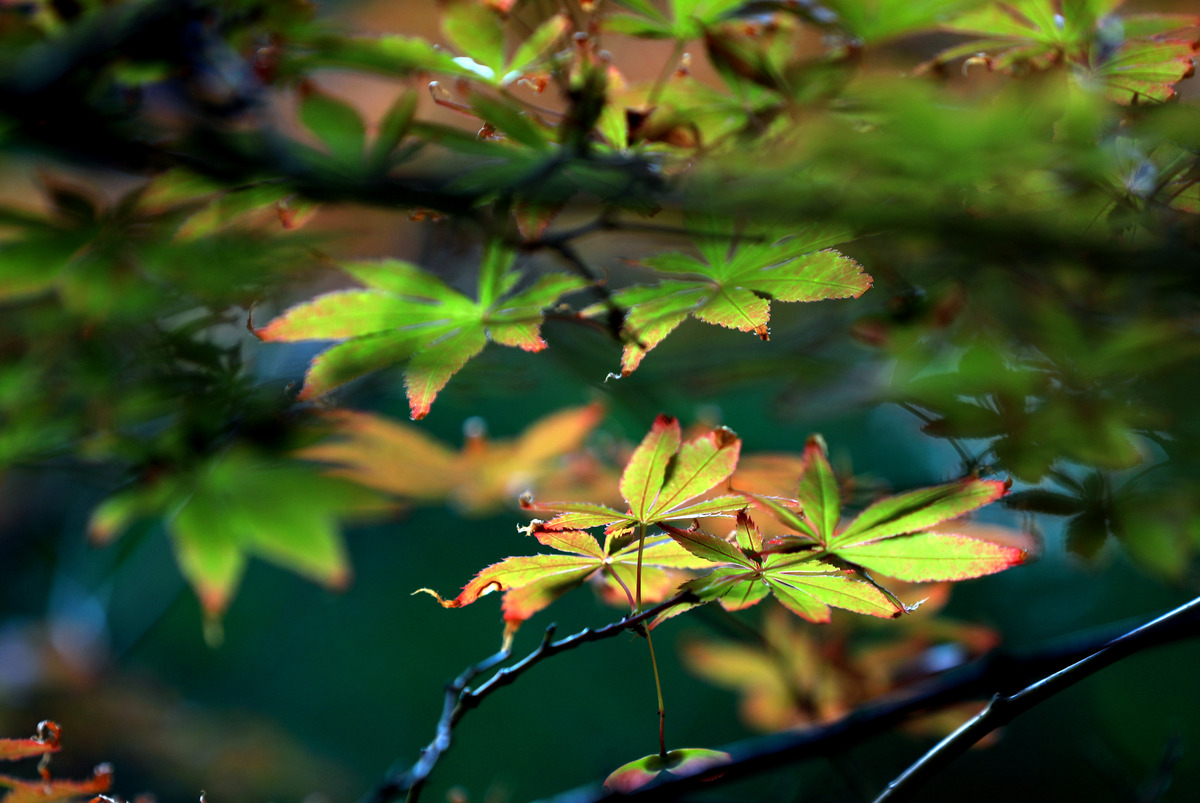 每年节气日期表