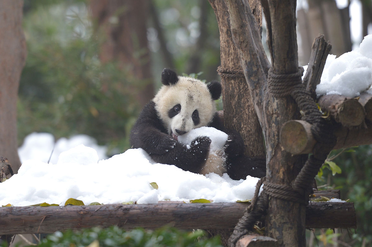 2018年成都五年制大专幼师学校招生有哪些