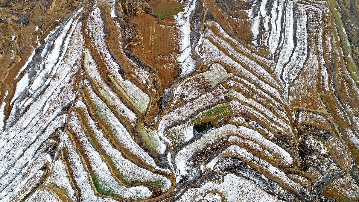 2019年01月31日,山西运城,一处梯田被雪覆盖后,像极了一片张开的树叶,