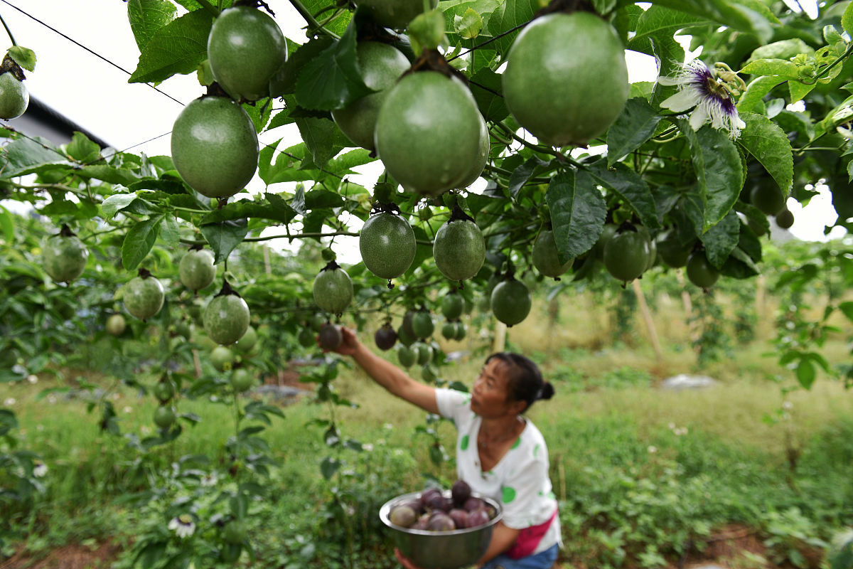 北流百香果种植指南：从土壤选择到采摘储存